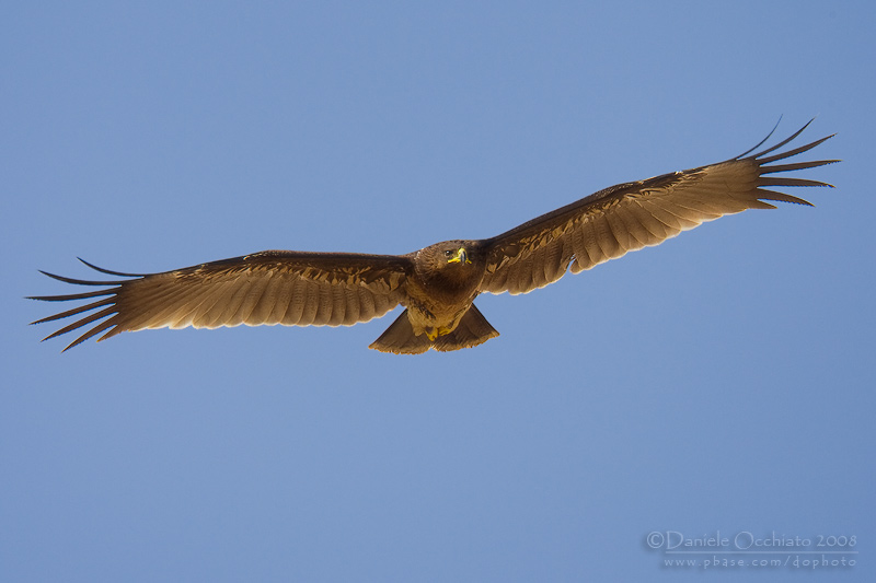 Spotted Eagle (Aquila clanga)