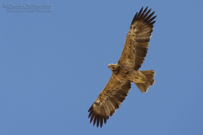 Eastern Imperial Eagle (Aquila heliaca)