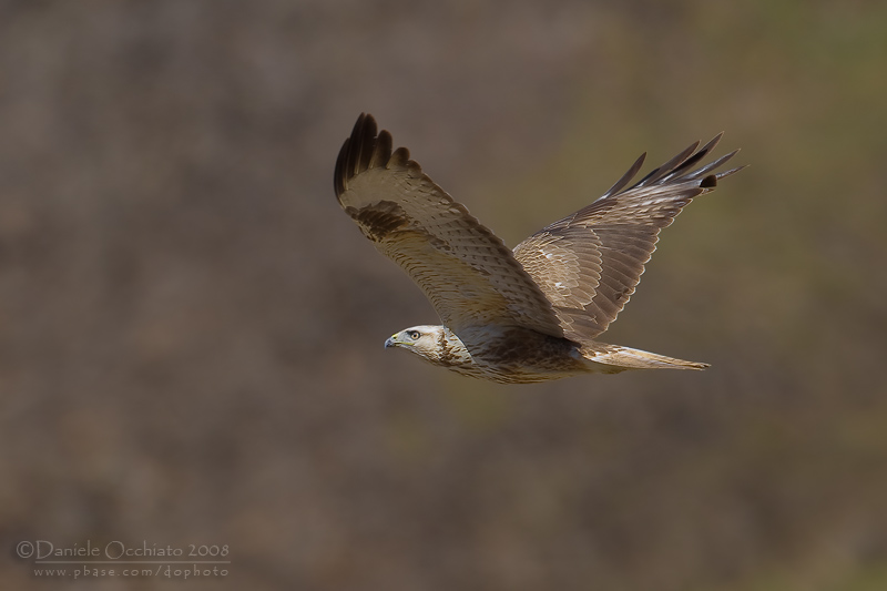 Long-legged Buzzard (Buteo rufinus)