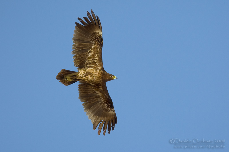 Spotted Eagle (Aquila clanga)