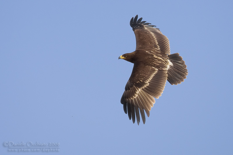 Spotted Eagle (Aquila clanga)