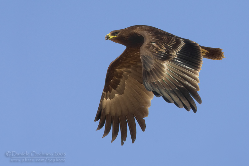 Spotted Eagle (Aquila clanga)