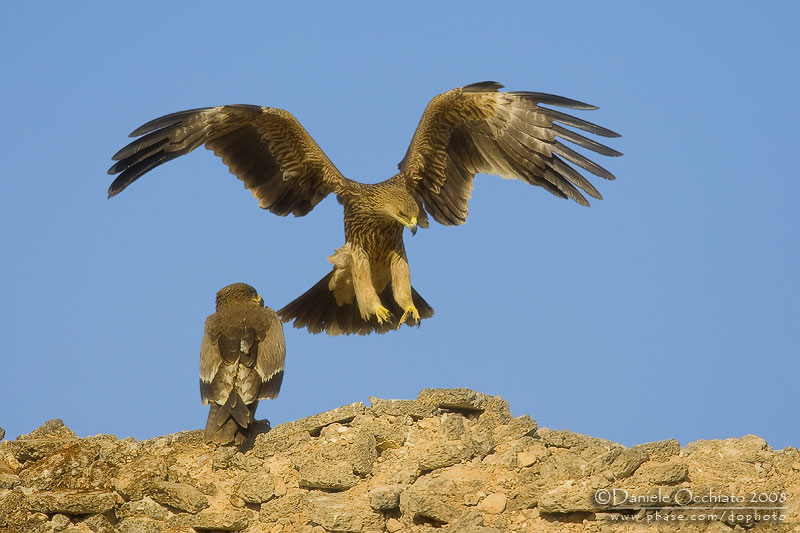 Eastern Imperial Eagle (Aquila heliaca)