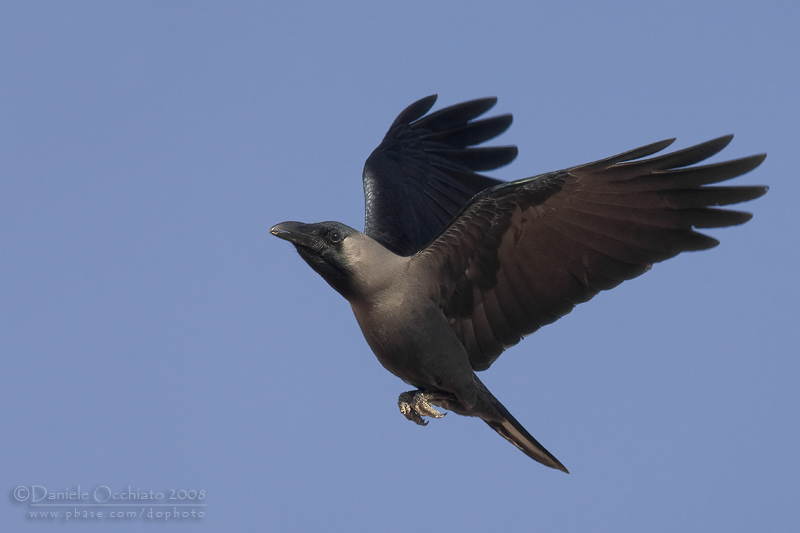 House Crow (Corvus splendens)