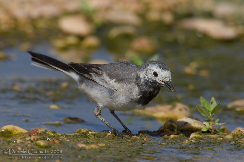 White Wagtail (Motacilla alba ssp personata)