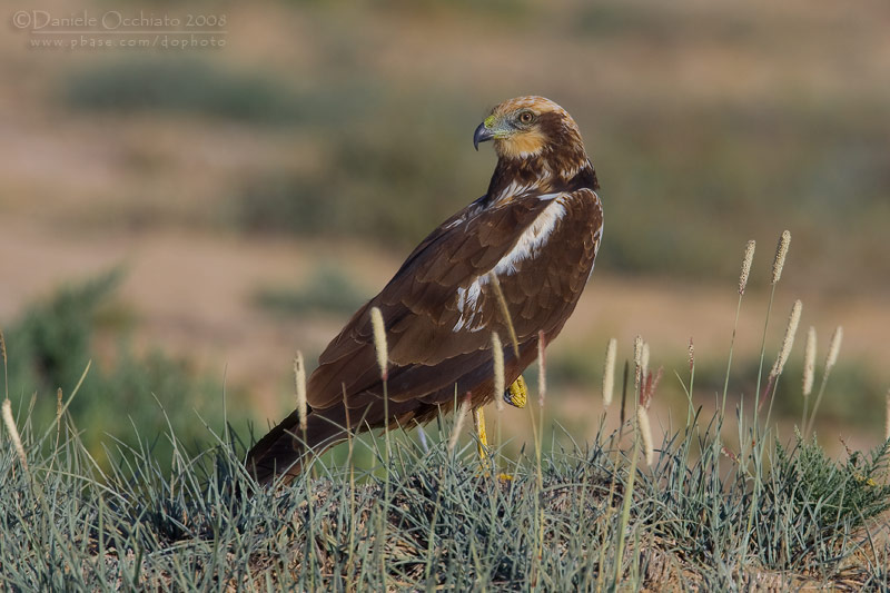 Marsh Harrier (Circus aeruginosus)
