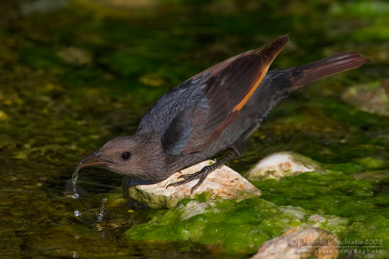 Tristrams Starling (Onychognathus tristramii)