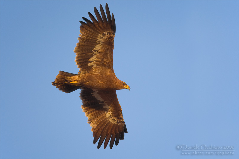 Steppe Eagle (Aquila nipalensis)