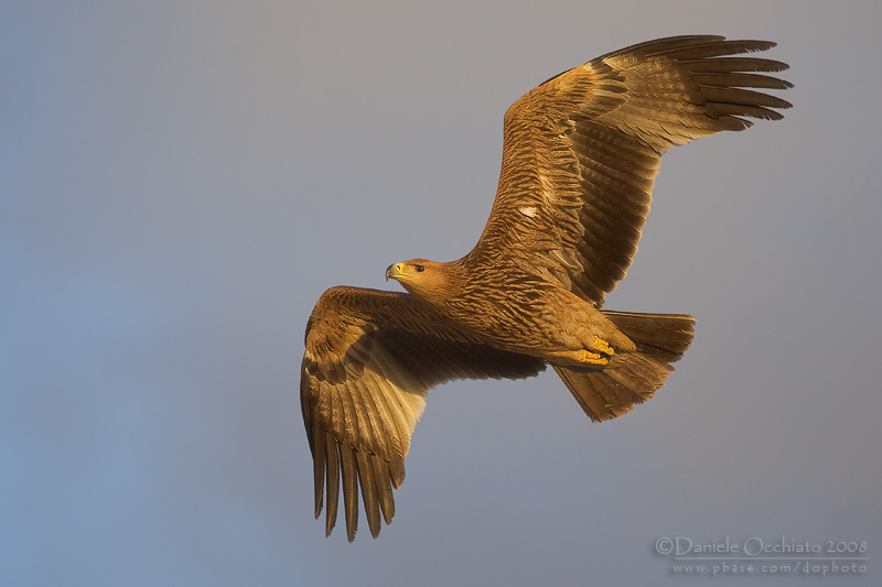 Eastern Imperial Eagle (Aquila heliaca)