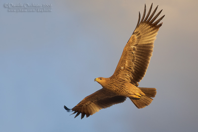 Eastern Imperial Eagle (Aquila heliaca)