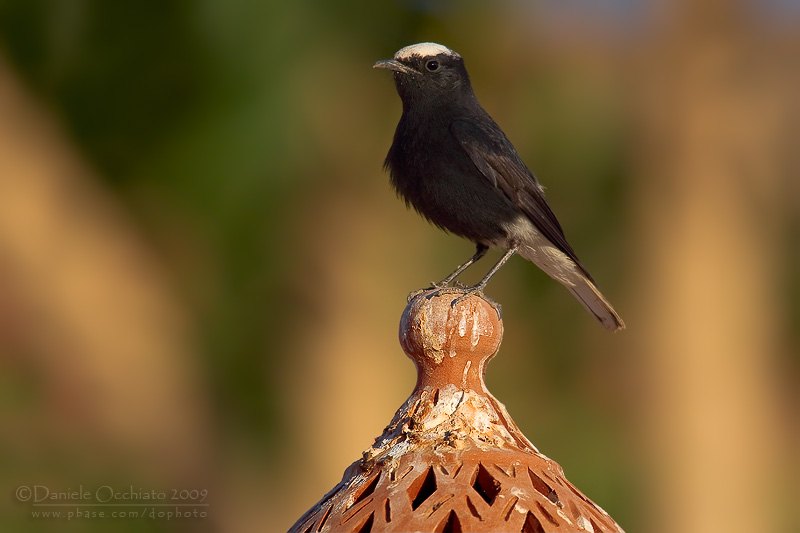 White-crowned Black Wheatear (Oenanthe leucopyga)