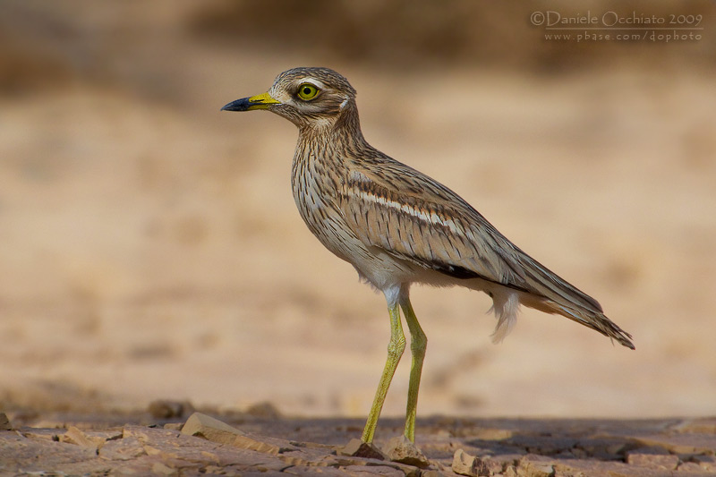 Stone Curlew (Burhinus oedicnemus)