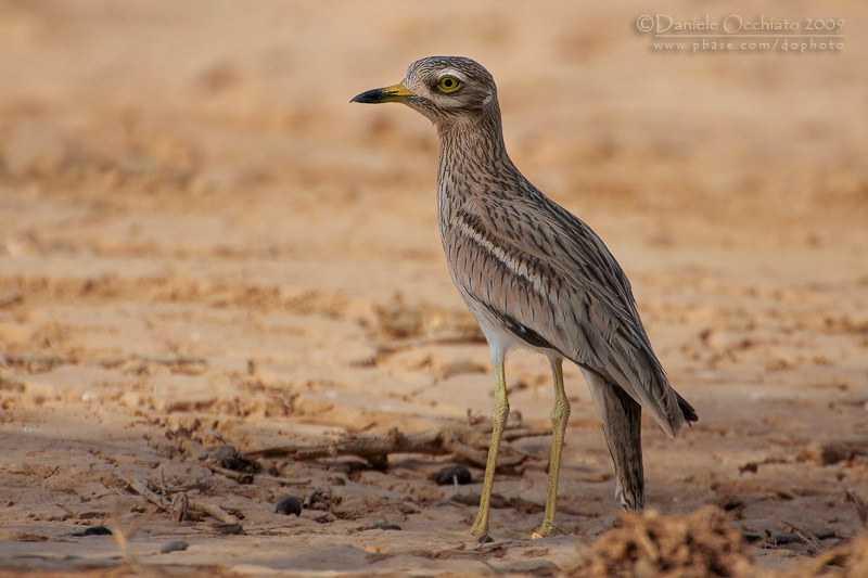Stone Curlew (Burhinus oedicnemus)