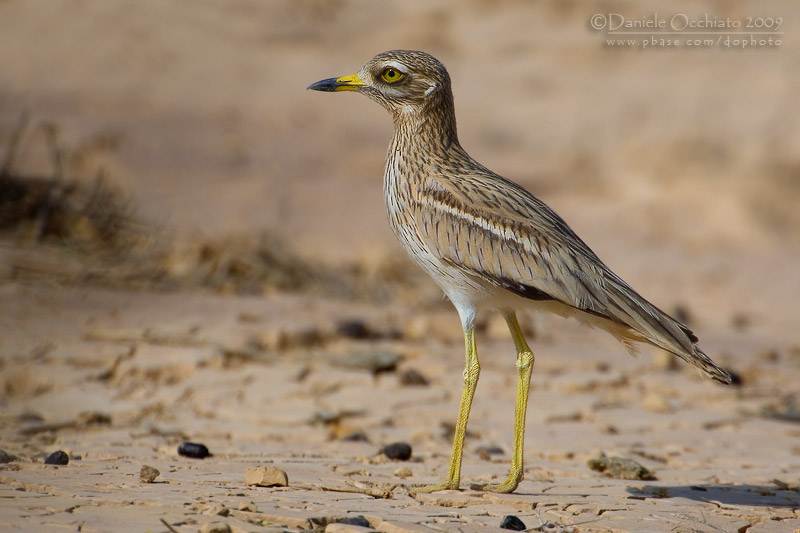 Stone Curlew (Burhinus oedicnemus)