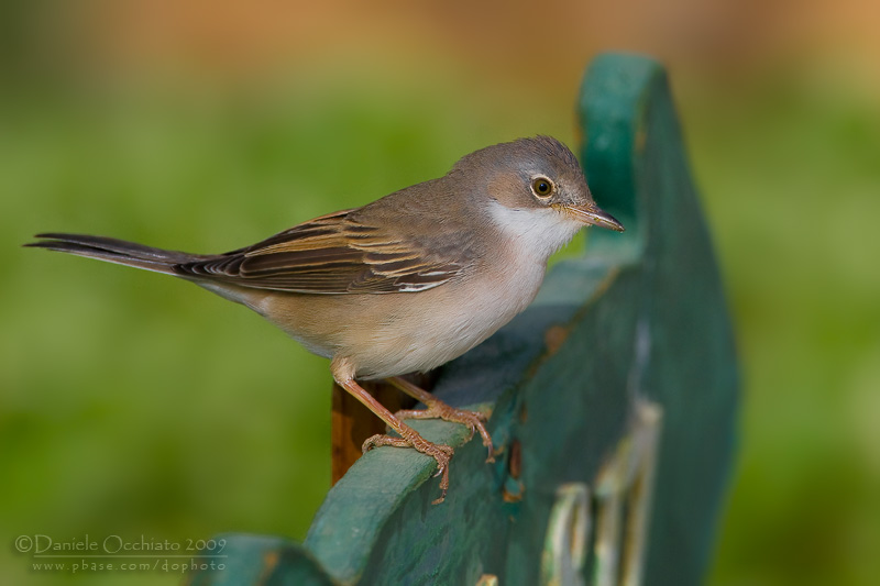 Common Whitethroat (Sylvia communis)