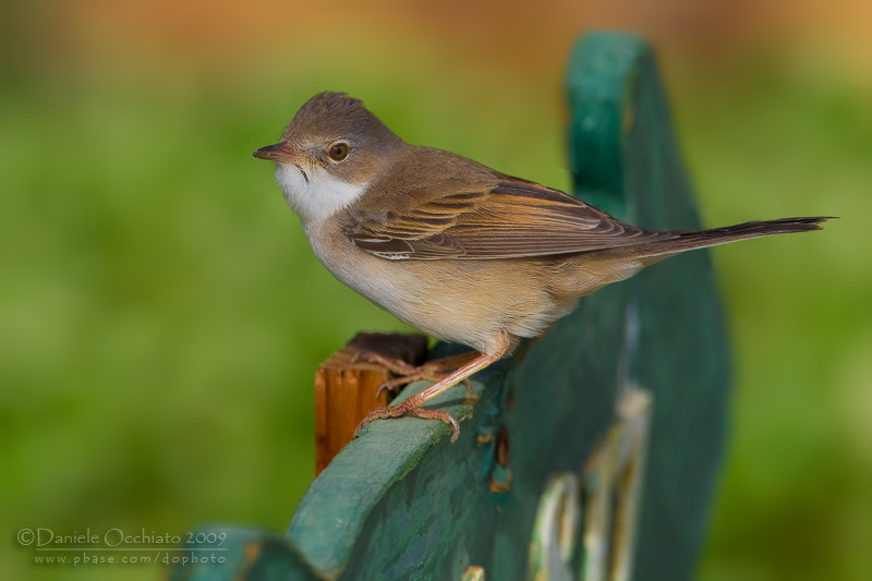 Common Whitethroat (Sylvia communis)