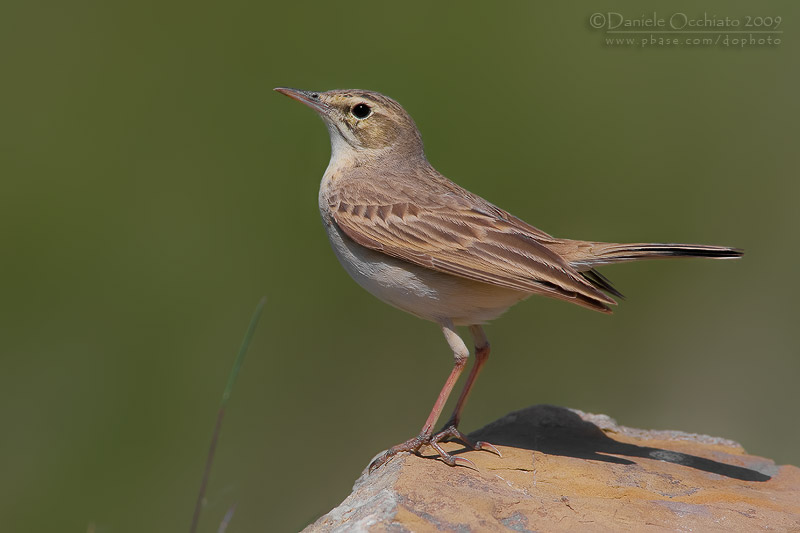Tawny Pipit (Anthus campestris)