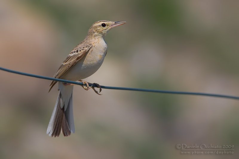 Tawny Pipit (Anthus campestris)