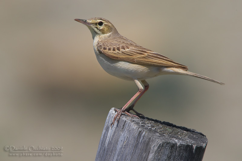 Tawny Pipit (Anthus campestris)