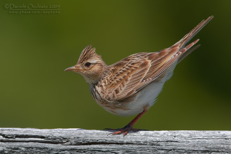 Skylark (Alauda arvensis)