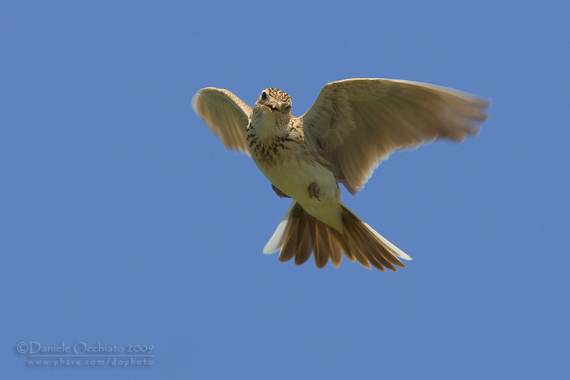 Skylark (Alauda arvensis)