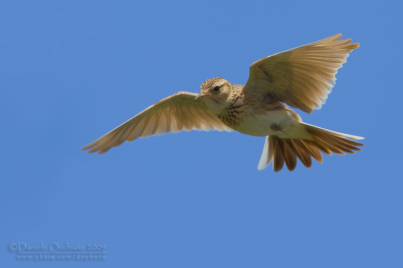 Skylark (Alauda arvensis)