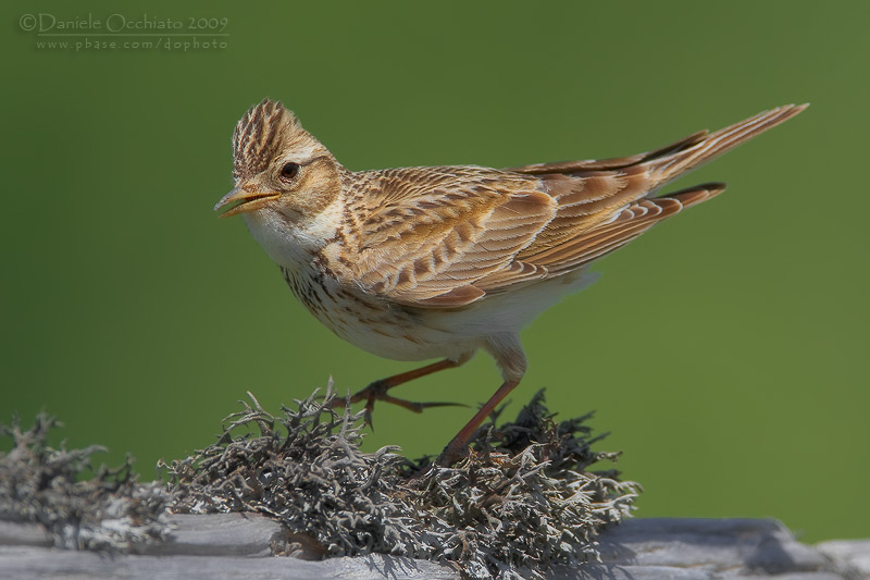 Skylark (Alauda arvensis)