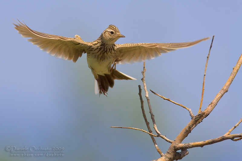 Skylark (Alauda arvensis)