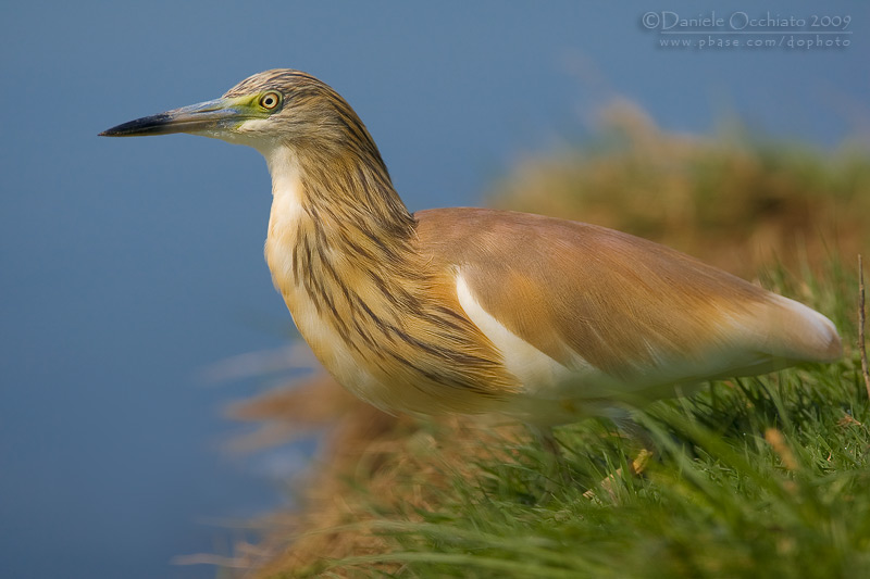 Squacco Heron (Ardeola ralloides)