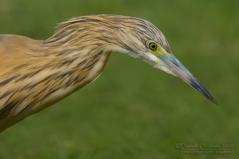 Squacco Heron (Ardeola ralloides)