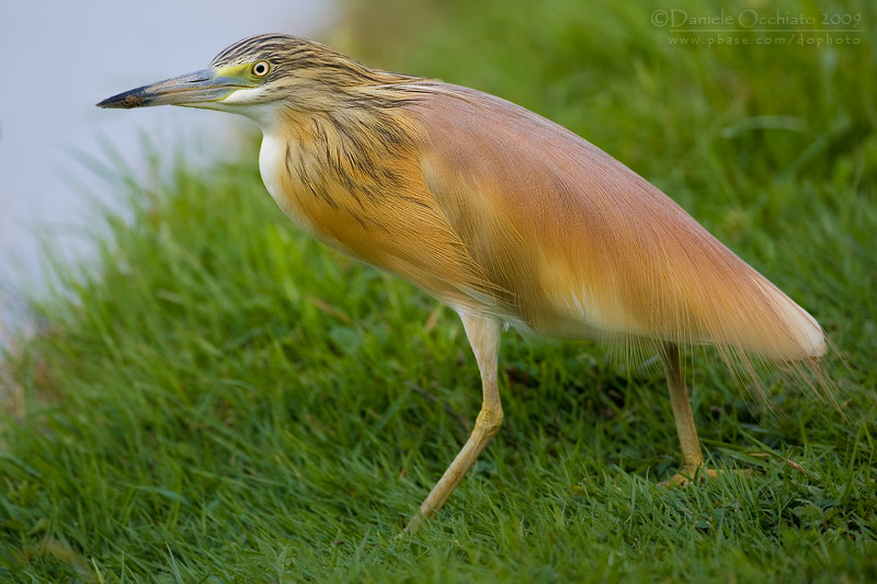 Squacco Heron (Ardeola ralloides)