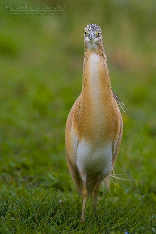 Squacco Heron (Ardeola ralloides)