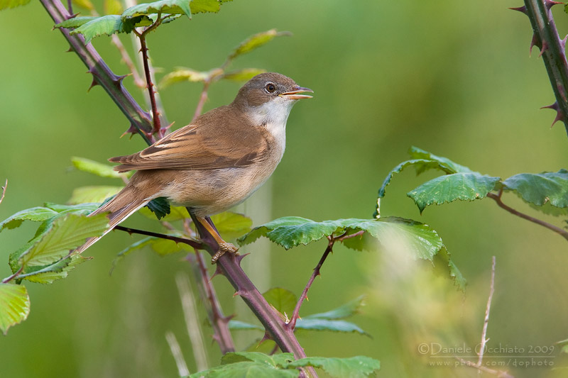 Common Whitethroat (Sylvia communis