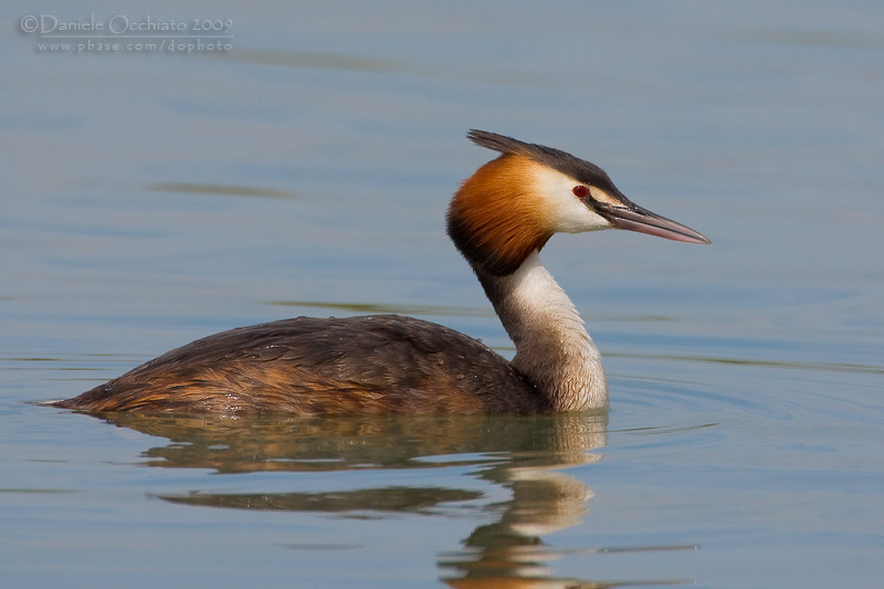 Great Crested Grebe (Podiceps cristatus)