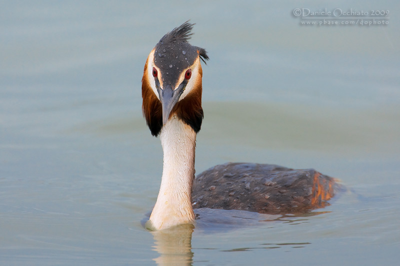 Great Crested Grebe (Podiceps cristatus)