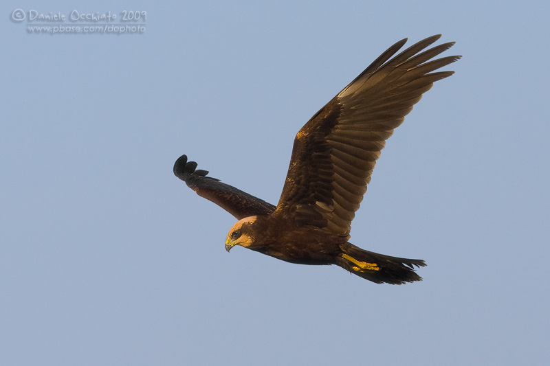 Marsh Harrier (Circus aeruginosus)