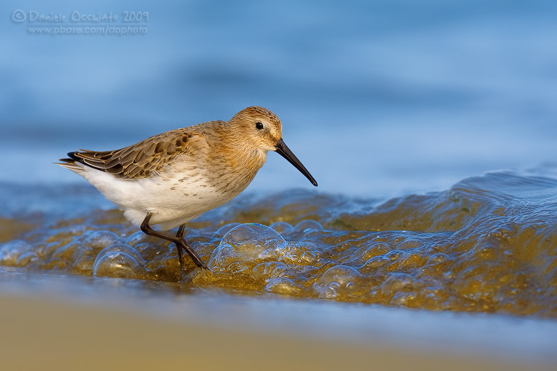 Dunlin (Calidris alpina)