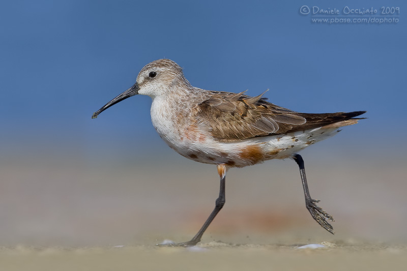 Curlew Sandpiper (Calidris ferruginea)