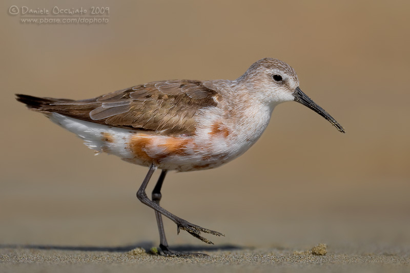 Curlew Sandpiper (Calidris ferruginea)