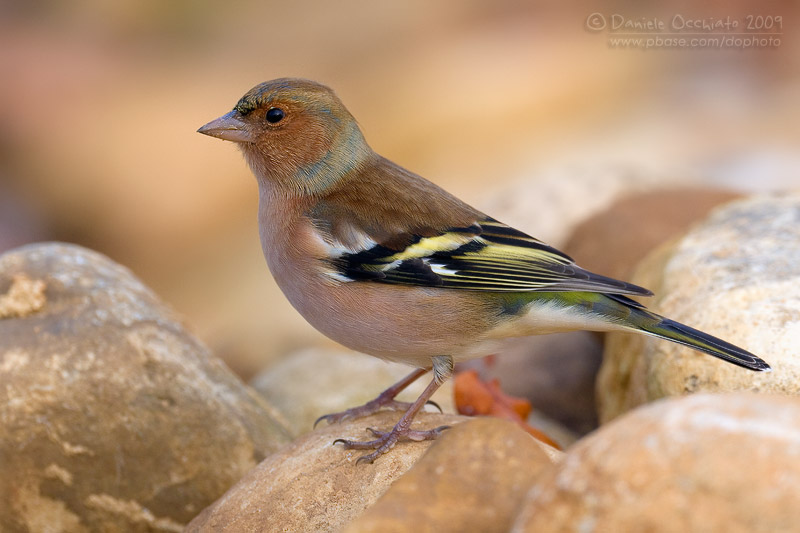 Chaffinch (Fringilla coelebs)