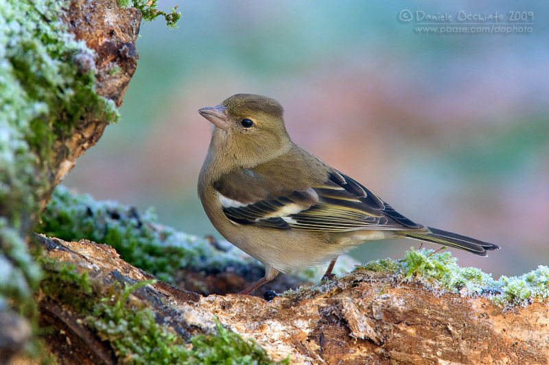 Chaffinch (Fringilla coelebs)