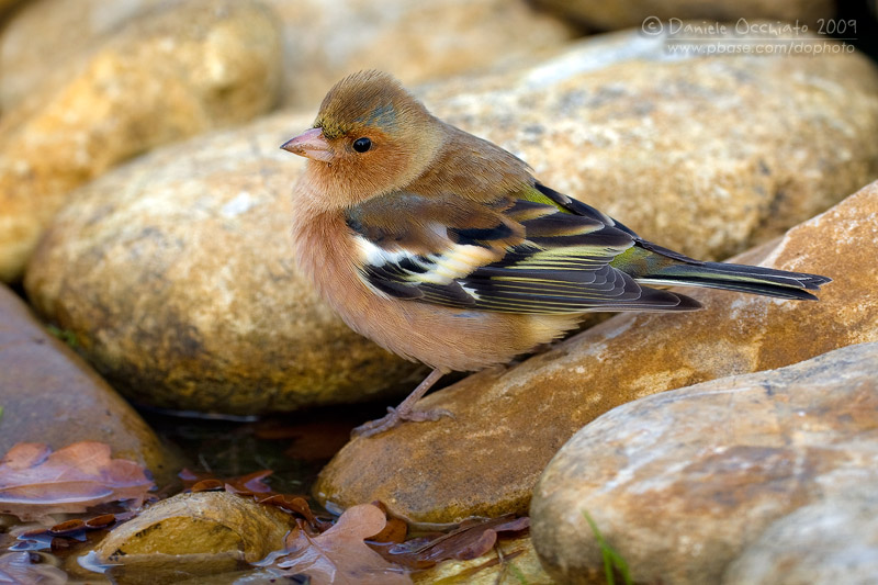 Chaffinch (Fringilla coelebs)