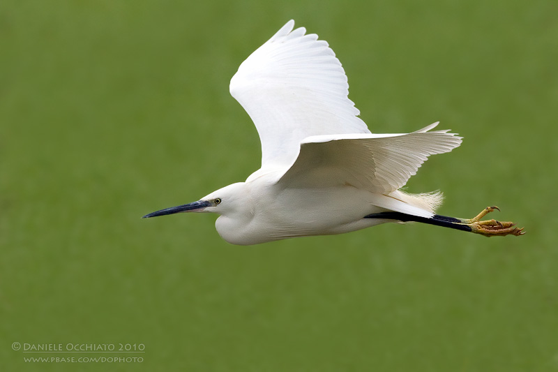 Little Egret (Agretta garzetta)