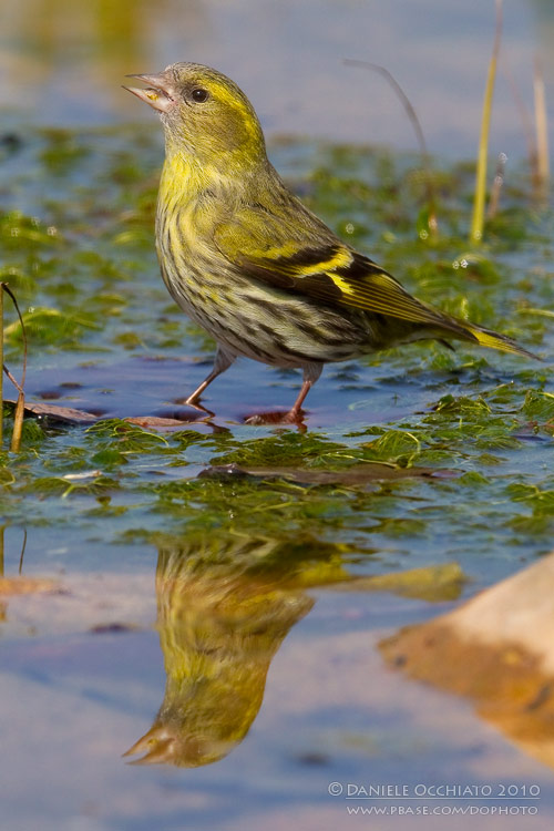 Siskin (Carduelis spinus)