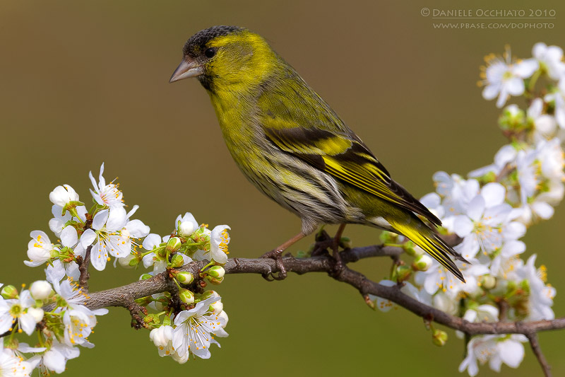 Siskin (Carduelis spinus)