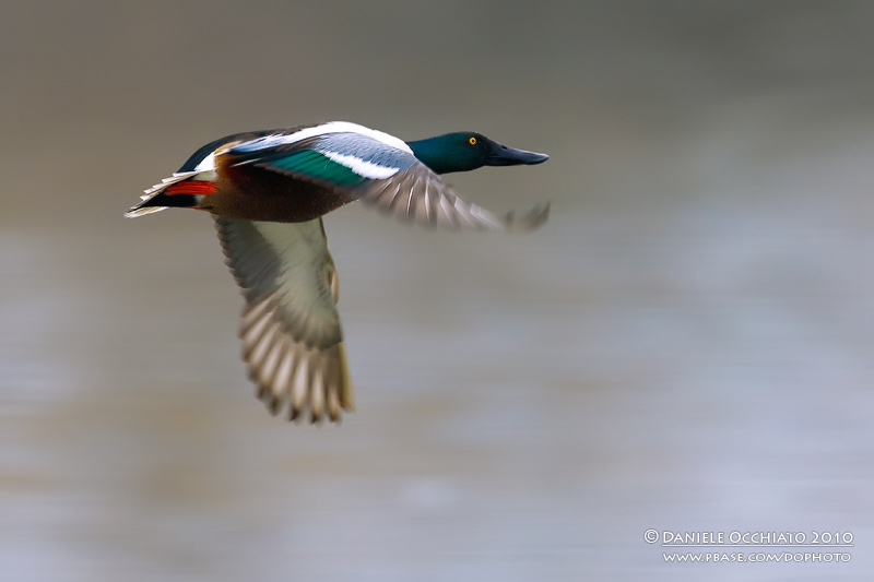 Northern Shoveler (Anas clypeata)