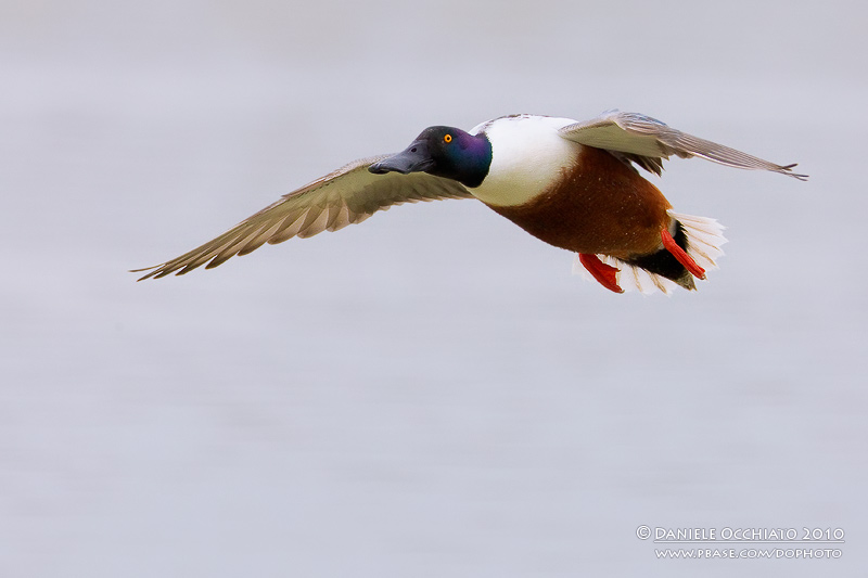 Northern Shoveler (Anas clypeata)