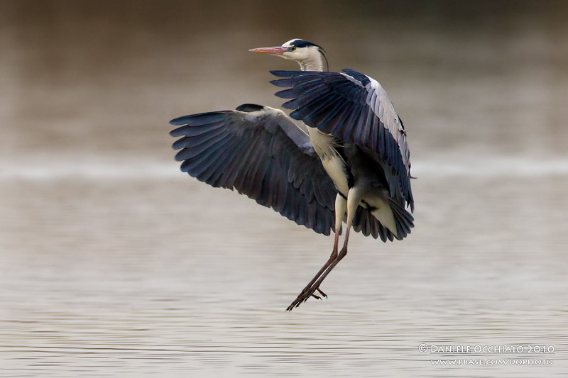 Grey Heron (Ardea cinerea)