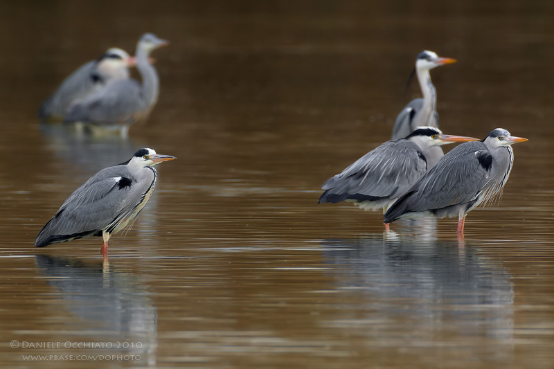 Grey Heron (Ardea cinerea)