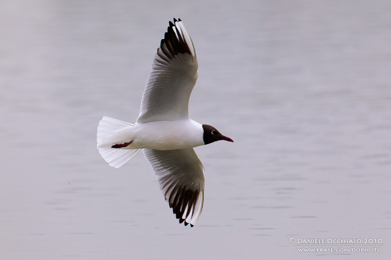 Common Black-headed Gull (Croicocephalus ridibundus)